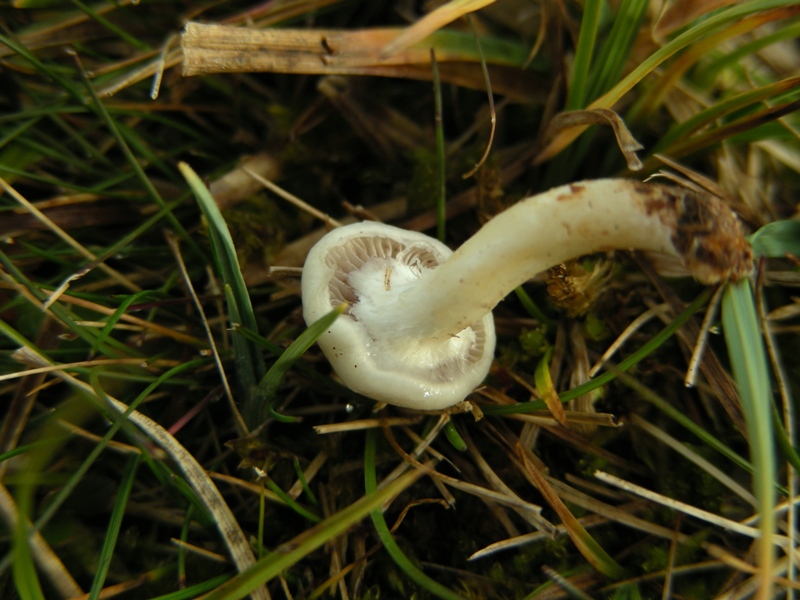 Viva le Hygrocybe!!!